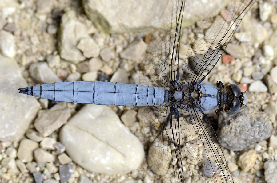 Libellula da id: - Orthetrum brunneum (maschio)